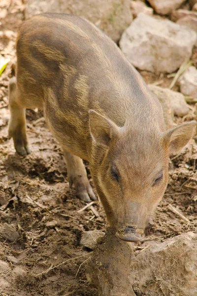 wildboar is baby animal in forest and have pattern body diffrent adult wildboar