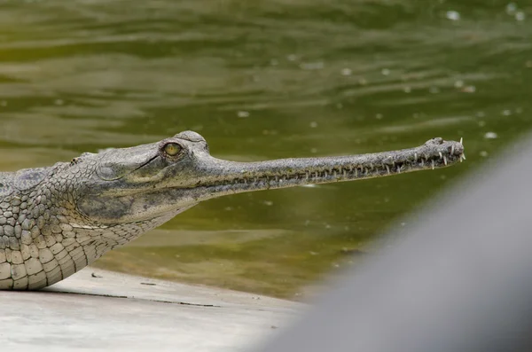 Krokodile Oder Echte Krokodile Sind Große Wasserreptilien Die Den Tropen — Stockfoto