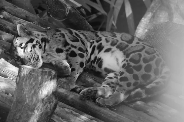 Leopardo Nublado Gato Grande Mas Pequeno Que Tigre Tem Corpo — Fotografia de Stock