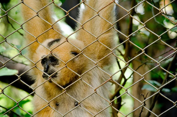 Wit Handed Gibbon Primaten Mammalia Meestal Het Tak Aan Boom — Stockfoto