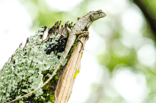 Emma Gray Forest Lizard Vet Också Som Forest Crested Lizard — Stockfoto