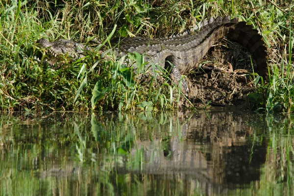Crocodiles True Crodiles Large Aquatic Reptiles Live Throughout Tropics Africa — Stock Photo, Image
