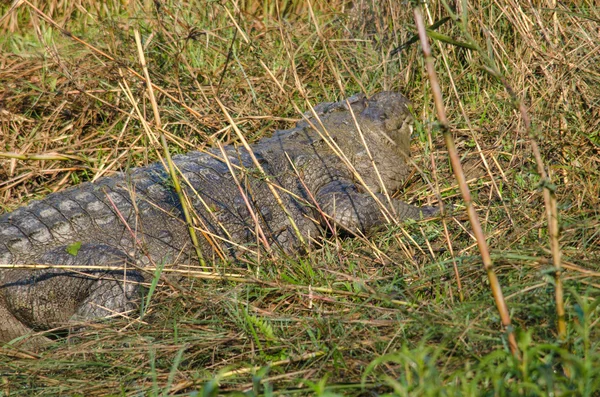 Krokodilok Igaz Crodiles Nagy Vízi Hüllő Hogy Élnek Trópusokon Afrika — Stock Fotó