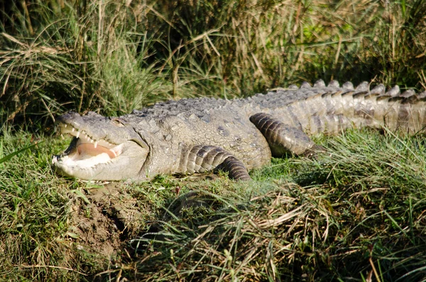 Krokodile Oder Echte Krokodile Sind Große Wasserreptilien Die Den Tropen — Stockfoto