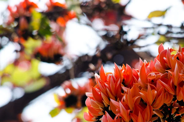 Bastard Teak Species Butea Native Tropical Sub Tropical Parts Indian — Stock Photo, Image