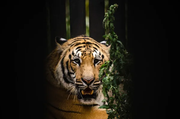 Panthera Dicle corbetti arkadaşı ile oynuyor ve aynı kedi