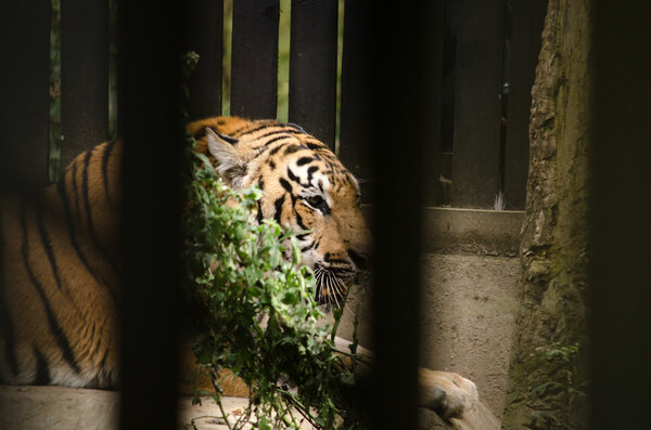 Panthera tigris corbetti is playing with friend and it is same cat