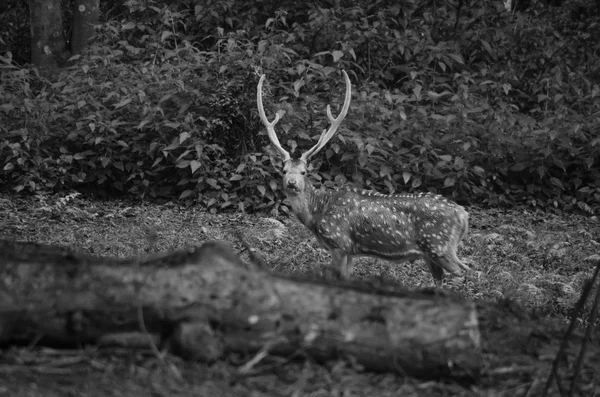 アクシスジカまたは Cheetal として知られている発見鹿や軸ディアー フォレスト内 — ストック写真