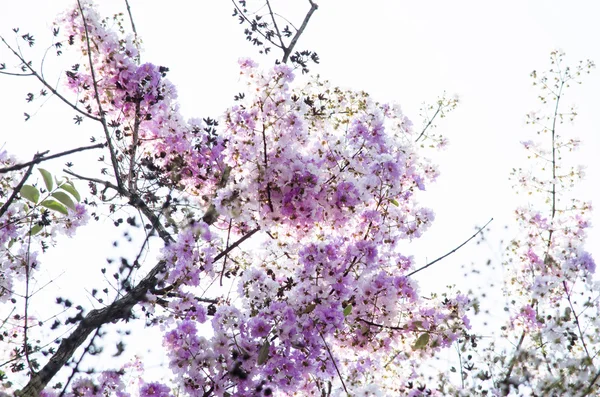 Lagerstroemia calyculata  is derived from its very characteristic mottled flaky bark