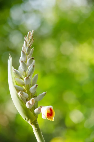 Alpinia Género Plantas Con Flores Perteneciente Familia Zingiberaceae Lleva Nombre — Foto de Stock