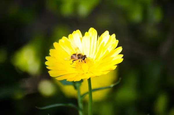 Cosmos Sulphureus Considerado Ano Semi Resistente Embora Plantas Podem Reaparecer — Fotografia de Stock