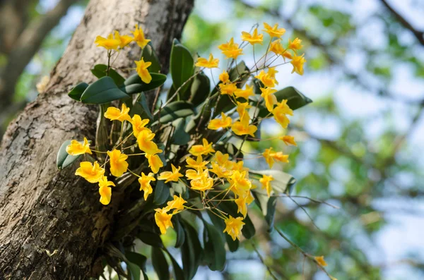 Dendrobium Lindleyi Steud Una Planta Del Género Dendrobium Encuentran Las —  Fotos de Stock