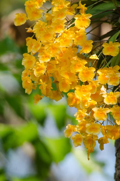 Dendrobium Lindleyi Steud Una Planta Del Género Dendrobium Encuentran Las —  Fotos de Stock