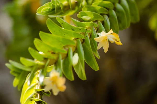 Dendrobium Ellipsophyllum Sıcaklıklar Tam Güneş Işığı Ile Sıcak Sıcak Yetişir — Stok fotoğraf