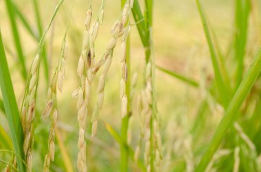 Oryza sativa en yaygın İngilizce pirinç olarak adlandırılan bitki türü var. Pirinç renkler de dahil olmak üzere, çeşitli gelir bilinmektedir: Beyaz pirinç, kahverengi pirinç, siyah pirinç,