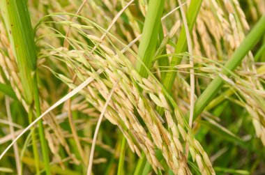 Oryza sativa en yaygın İngilizce pirinç olarak adlandırılan bitki türü var. Pirinç renkler de dahil olmak üzere, çeşitli gelir bilinmektedir: Beyaz pirinç, kahverengi pirinç, siyah pirinç,