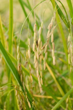 Oryza sativa en yaygın İngilizce pirinç olarak adlandırılan bitki türü var. Pirinç renkler de dahil olmak üzere, çeşitli gelir bilinmektedir: Beyaz pirinç, kahverengi pirinç, siyah pirinç,