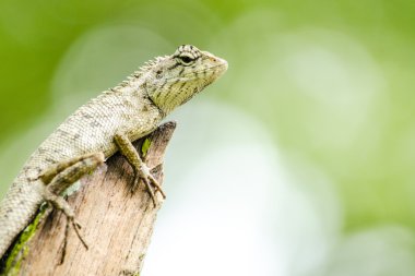 calotes emma alticristatus spcies adıdır sürüngen