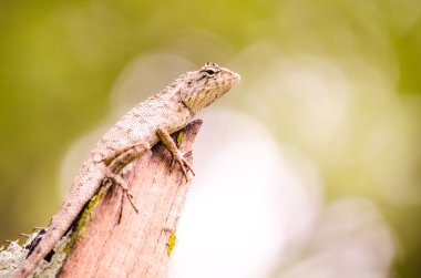 calotes emma alticristatus spcies adıdır sürüngen