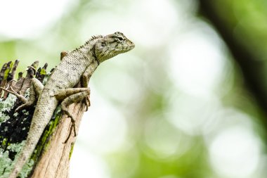 emma gray orman kertenkele de orman tepeli kertenkele olarak biliyorum, bir agamid kertenkele ve gıda için böcek yemek ,