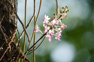 Bishop Mitre Seidenfadenia - In Tayland Nuat phram - Phom Fi phrai