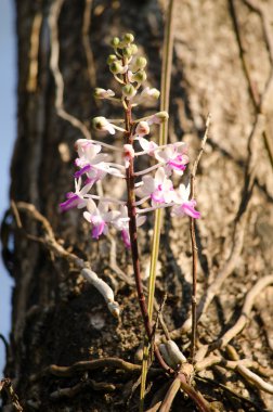Bishop Mitre Seidenfadenia - In Tayland Nuat phram - Phom Fi phrai