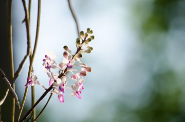 Seidenfadenia mitrata yerel Tayland ve Myanmar Burma