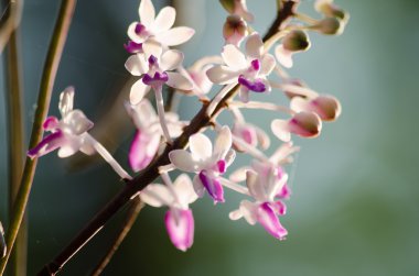 Bishop Mitre Seidenfadenia - In Tayland Nuat phram - Phom Fi phrai