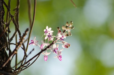Seidenfadenia mitrata yerel Tayland ve Myanmar Burma