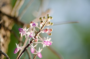 Seidenfadenia mitrata yerel Tayland ve Myanmar Burma