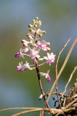 Seidenfadenia mitrata yerel Tayland ve Myanmar Burma