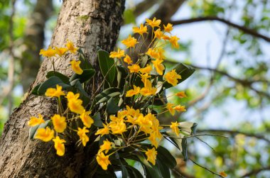 Lindley'nın Dendrobium güzel çiçek ve sarı renk var