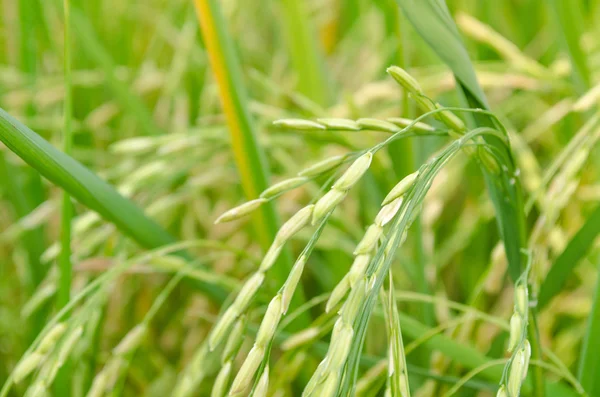 Oryza sativa en yaygın İngilizce pirinç olarak adlandırılan bitki türü var. Pirinç renkler de dahil olmak üzere, çeşitli gelir bilinmektedir: Beyaz pirinç, kahverengi pirinç, siyah pirinç,