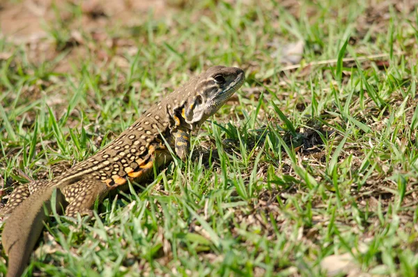 Leiolepis av bahçede bekliyor