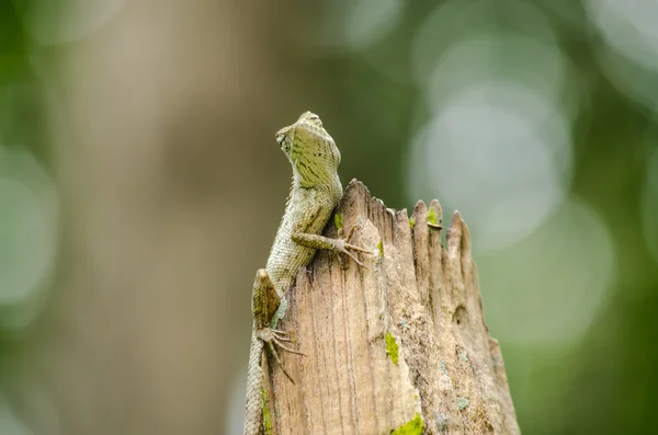 Emma Cinza Lagarto Floresta Também Conhecido Como Lagarto Crista Floresta — Fotografia de Stock