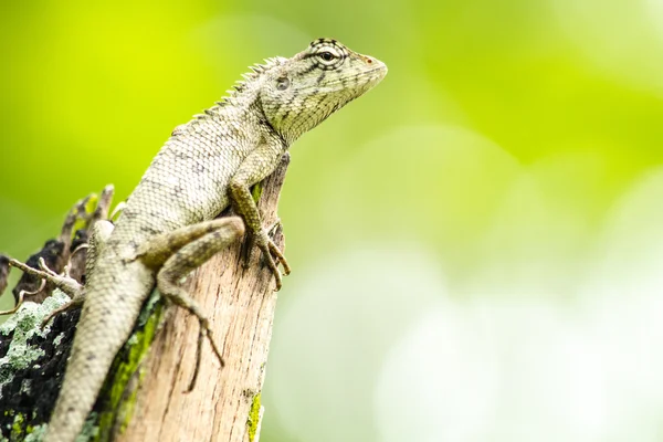 Calotes emma alticristatus neve spcies hüllő — Stock Fotó