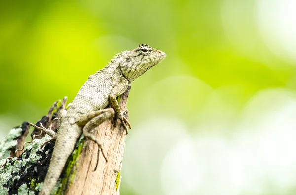 Calotes emma alticristatus é spcies nome do réptil — Fotografia de Stock