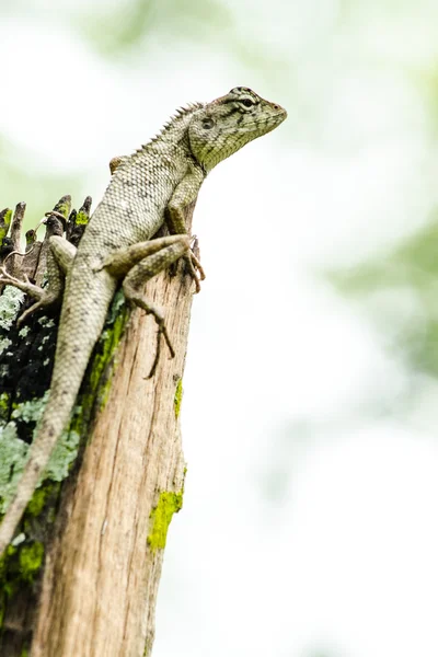 Emma Cinza Lagarto Floresta Também Conhecido Como Lagarto Crista Floresta — Fotografia de Stock