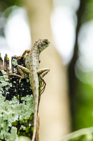 Emma Cinza Lagarto Floresta Também Conhecido Como Lagarto Crista Floresta — Fotografia de Stock