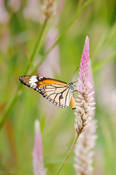 Çiçekte turuncu kelebek
