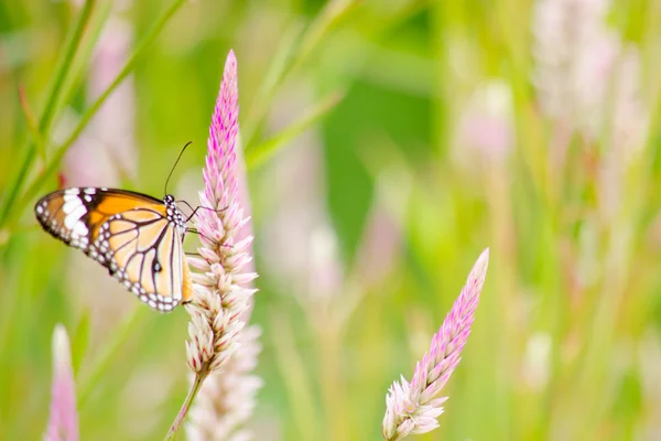 Mariposa naranja en flor — Foto de Stock