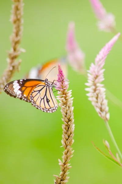 Mariposa naranja en flor — Foto de Stock