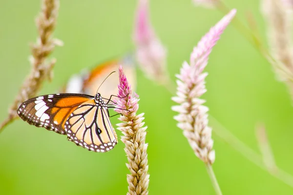 Çiçekte turuncu kelebek