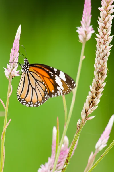 Çiçekte turuncu kelebek