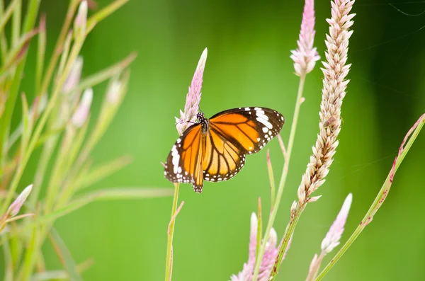 Çiçekte turuncu kelebek