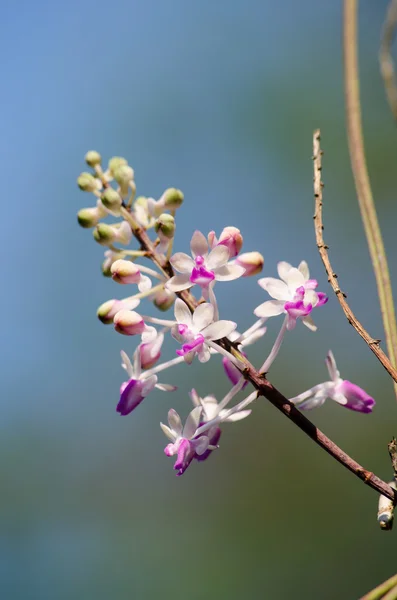Seidenfadenia mitrata yerel Tayland ve Myanmar Burma