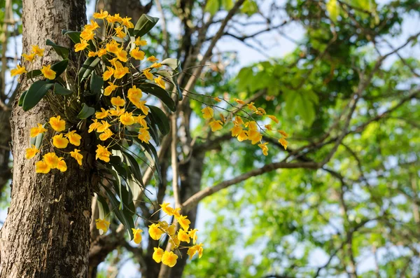 Dendrobium de Lindley es hermosa flor y tienen color amarillo —  Fotos de Stock