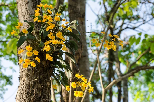 Dendrobium de Lindley es hermosa flor y tienen color amarillo —  Fotos de Stock