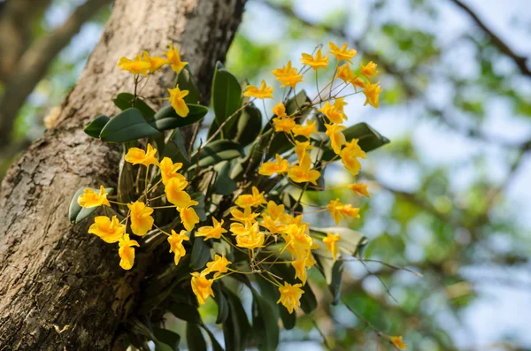 Dendrobium de Lindley es hermosa flor y tienen color amarillo —  Fotos de Stock