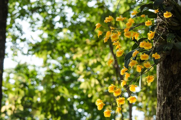 林德利的石斛是朵美丽的花，有黄色 — 图库照片